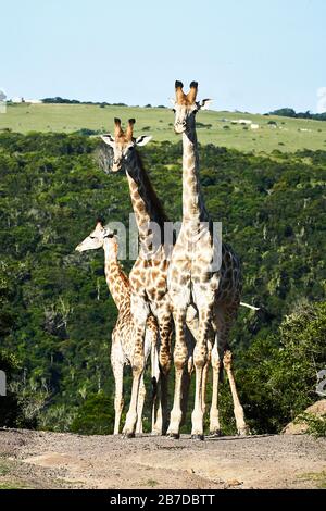Trois girafes curieuses dans Safari Park, East London, Afrique du Sud Banque D'Images