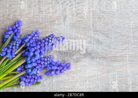 Fond en bois avec jacinthe de raisin ou Muscari avec espace de copie Banque D'Images