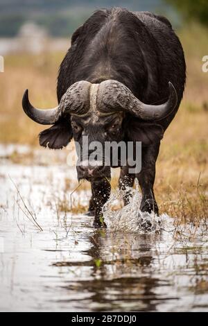 Portrait vertical rapproché d'une promenade de buffle du cap, manger et plonger dans la rivière Chobe, au Botswana. Banque D'Images