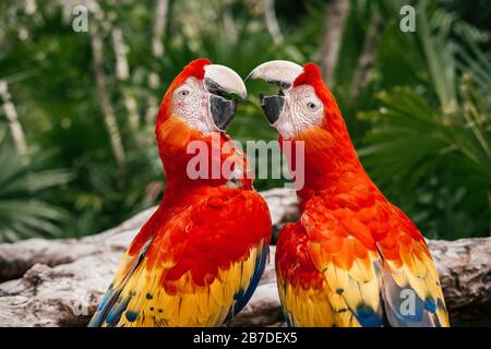 Gros plan de deux oiseaux perroquets de la Scarlet Macaw au Mexique Banque D'Images