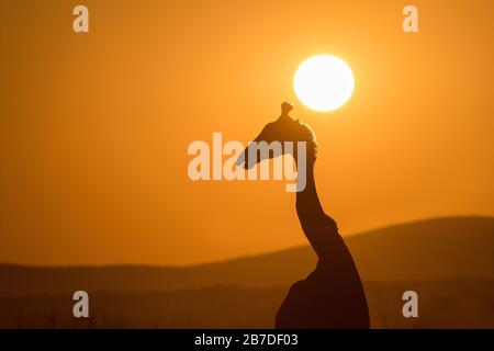 Une belle photo d'une girafe à pied silhouetted contre un ciel de coucher de soleil doré, avec le soleil derrière sa tête, pris dans la réserve de jeux de Madikwe Banque D'Images