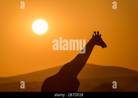 Une belle photo d'une girafe à pied silhouetted contre un ciel de coucher de soleil doré, avec le soleil en arrière-plan, pris dans la réserve de jeux de Madikwe Banque D'Images