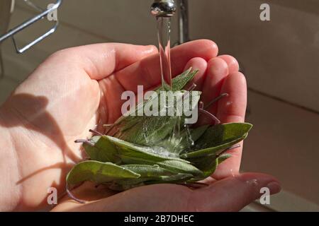 Gros plan sur une poignée de feuilles de sauge aromatiques fraîchement cueillies dans un jardin d'herbes Banque D'Images