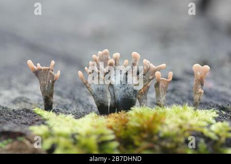 Xylaria hypoxylon, connu sous le nom de champignon candlestique ou de champignon candlesnuff, champignon sauvage de Finlande Banque D'Images