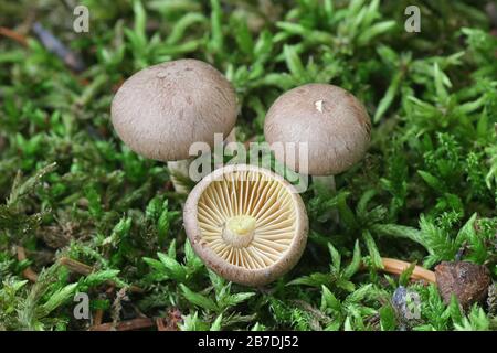 Gymnopus peronatus (anciennement appelé Collybia peronata ou Marasmius urens), connu sous le nom de bois wolly-foot Banque D'Images