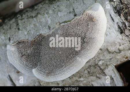 Cerrena unicolor, communément connu sous le nom de champignon de la polypore ou de la pourriture de la brume mossy, champignon de la patte sauvage de Finlande Banque D'Images