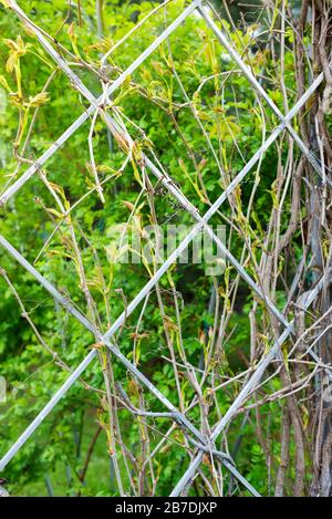 Tiges verticales de plantes naturelles grimpantes avec du feuillage frais sur un treillis de fer sur un fond de feuilles vertes floues. Banque D'Images