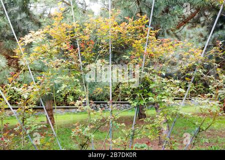 Plantes grimpantes avec de jeunes branches vertes naturelles fraîches de feuilles sur les tiges métalliques du réseau de soutien sur un fond d'arbres flou. Banque D'Images