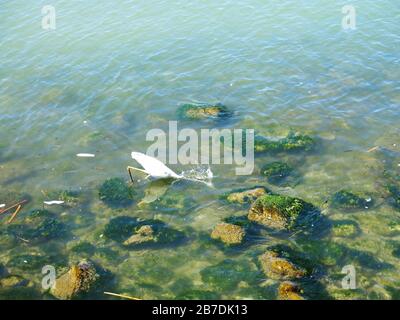 Pêche au héron blanc (séquence de photos) dans l'estuaire de Giofyros, Crète, Grèce. Photo 2 Banque D'Images