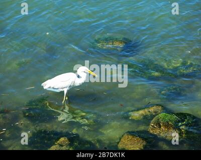 Pêche au héron blanc (séquence de photos) dans l'estuaire de Giofyros, Crète, Grèce. Photo 4 Banque D'Images