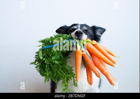 Chien avec bouquet de carottes dans la bouche. Portrait de collie bordure noire et blanche mignonne. Banque D'Images