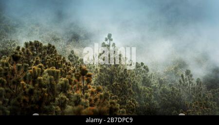 Vue sur le paysage forestier avec nuage et brouillard sur le sentier de randonnée jusqu'au volcan Acatenango au Guatemala, en Amérique centrale Banque D'Images