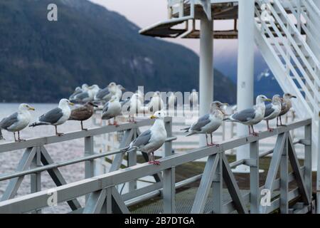 Troupeau de mouettes assis sur la rampe au bord de l'océan pendant un lever de soleil hivernal animé. Pris à Porteau Cove, Howe Sound, près de Squamish et Vancouver, Banque D'Images