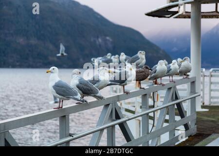 Troupeau de mouettes assis sur la rampe au bord de l'océan pendant un lever de soleil hivernal animé. Pris à Porteau Cove, Howe Sound, près de Squamish et Vancouver, Banque D'Images