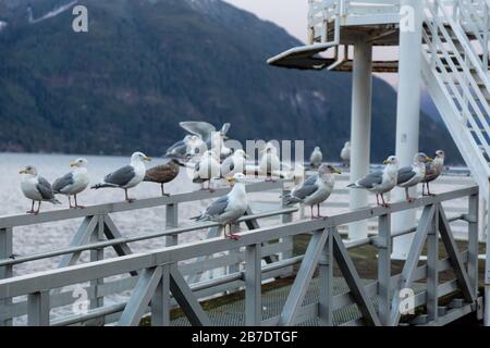 Troupeau de mouettes assis sur la rampe au bord de l'océan pendant un lever de soleil hivernal animé. Pris à Porteau Cove, Howe Sound, près de Squamish et Vancouver, Banque D'Images