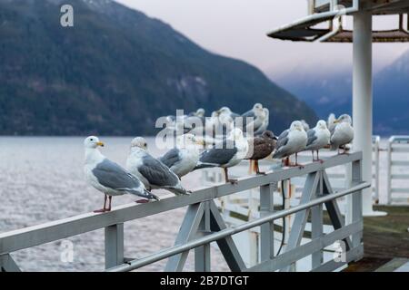 Troupeau de mouettes assis sur la rampe au bord de l'océan pendant un lever de soleil hivernal animé. Pris à Porteau Cove, Howe Sound, près de Squamish et Vancouver, Banque D'Images