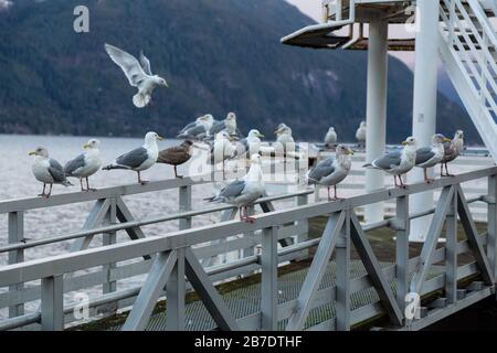 Troupeau de mouettes assis sur la rampe au bord de l'océan pendant un lever de soleil hivernal animé. Pris à Porteau Cove, Howe Sound, près de Squamish et Vancouver, Banque D'Images