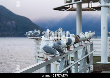 Troupeau de mouettes assis sur la rampe au bord de l'océan pendant un lever de soleil hivernal animé. Pris à Porteau Cove, Howe Sound, près de Squamish et Vancouver, Banque D'Images