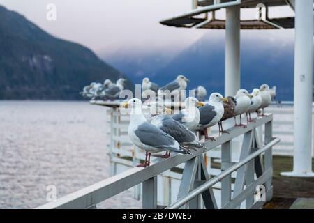 Troupeau de mouettes assis sur la rampe au bord de l'océan pendant un lever de soleil hivernal animé. Pris à Porteau Cove, Howe Sound, près de Squamish et Vancouver, Banque D'Images