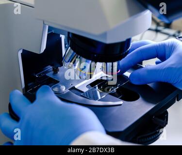 Manipulation scientifique un microscope léger examine un échantillon de laboratoire pour la recherche sur la bioscience pharmaceutique. Concept de science, de laboratoire et d'étude o Banque D'Images