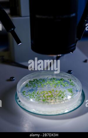 La culture dans un plat de Petri sous une stéréomicroscope légère est examinée pour la recherche sur la bioscience pharmaceutique. Concept de science, laboratoire et étude de Banque D'Images