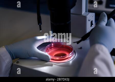 Manipulation scientifique un stéréomicroscope léger examine une culture dans un plat de Petri pour la recherche pharmaceutique sur la bioscience. Concept de science, laboratoire Banque D'Images