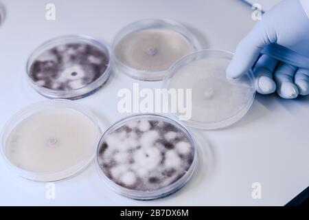 Manipulation scientifique cultures microbiologiques dans un plat de Petri pour la recherche sur la bioscience pharmaceutique. Concept de la science, du laboratoire et de l'étude de la disea Banque D'Images