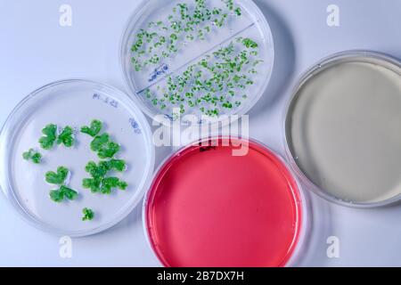 Culture dans un plat de Petri pour la recherche sur la bioscience pharmaceutique. Concept de la science, du laboratoire et de l'étude des maladies. Banque D'Images