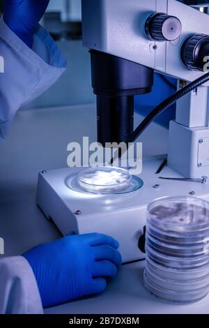 Manipulation scientifique un stéréomicroscope léger examine une culture dans un plat de Petri pour la recherche pharmaceutique sur la bioscience. Concept de science, laboratoire Banque D'Images