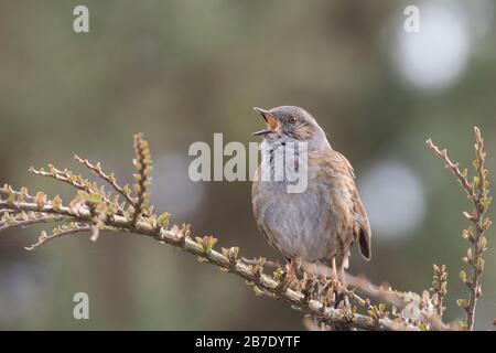Dunnock en chanson complète Banque D'Images