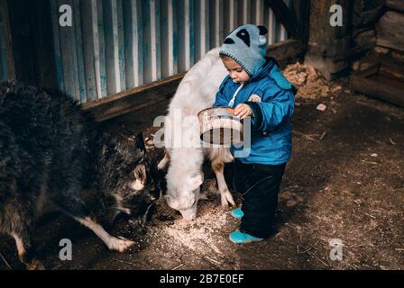 Le petit garçon nourrit deux chèvres avec du grain dans l'agriculture Banque D'Images