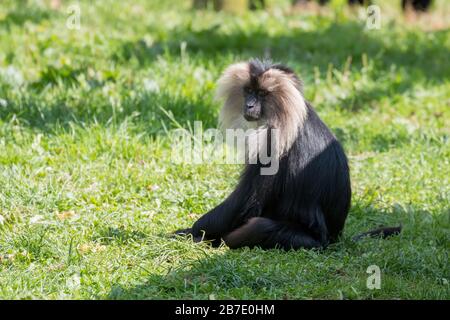 Macaque à queue de lion (Macaca silenus) assis sur l'herbe sous le soleil Banque D'Images