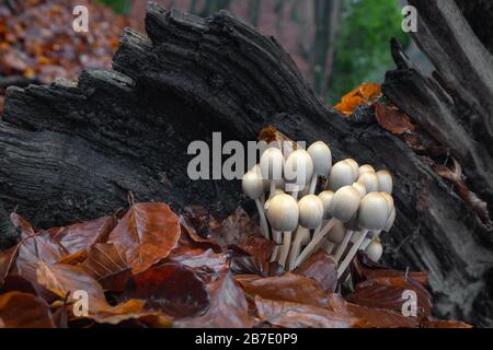 Scène d'automne avec un groupe de champignons d'Europe centrale, Slovaquie. Banque D'Images