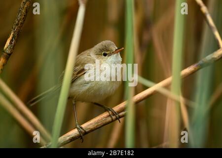 Rocephalus scirpaceus, petit oiseau de chant caché des roseaux européens, Hortobagy, Hongrie. Banque D'Images