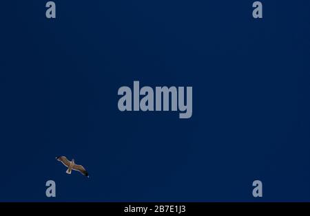 étalez vos ailes et envolez-vous, profitez de l'altitude et naviguez avec le vent, le mouette haut dans le ciel comme une approche minimaliste en monochrome Banque D'Images