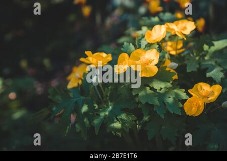 Fleurs jaunes: Celandine ou coquelicot bois (Stylophorum diphyllum) avec fond sombre Banque D'Images