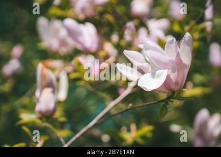 Fleurs roses printanières : Magnolia × soulangeana (soucoupe Magnolia) avec fond vert Banque D'Images