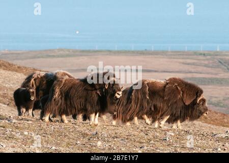 Amérique du Nord; États-Unis; Alaska; faune; Muskox; Ovibos moschatus; Nome en distance Banque D'Images