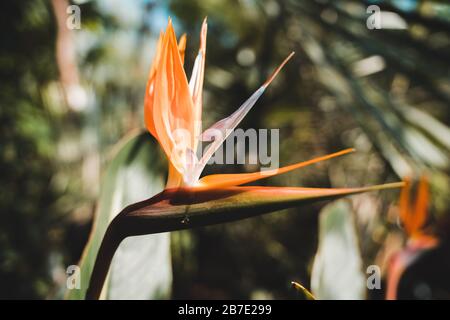 Fleurs sud-africaines fantastiques : oiseau orange du paradis ou fleur de grue (Strelitzia reginae) Banque D'Images