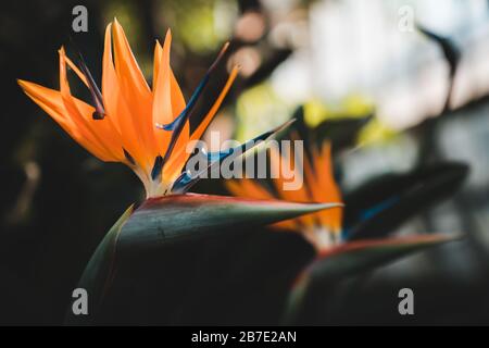 Fleurs sud-africaines fantastiques : oiseau orange du paradis ou fleur de grue (Strelitzia reginae) Banque D'Images