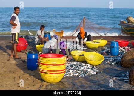 NEGOMBO, SRI LANKA - 03 FÉVRIER 2020: Les pêcheurs pêchent les poissons pêchés sur la rive indienne de l'océan Banque D'Images