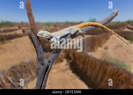 Lizard connu sous le nom de trapelus sanguinolentus, dans le désert de Kyzylkum en Ouzbékistan, avec des structures de roseau pour tenir le sable, en arrière-plan Banque D'Images