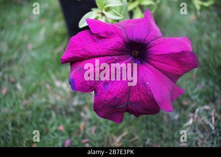 Belle vue de dessus de pétunia pourpre dans un fond vert isolé, indigo violet de Potunia, perunia bleu de célébrité pourpre profond Banque D'Images