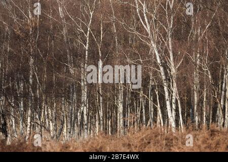 Bouleaux en hiver, Richmond Park , Londres Banque D'Images