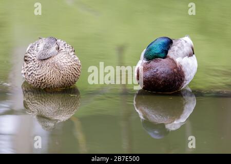 Mallard Femme (gauche) et mâle (droite) dormant Banque D'Images