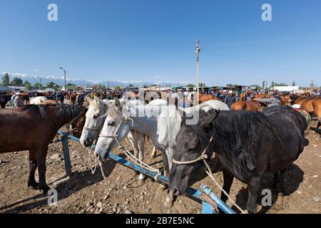 Chevaux à vendre sur le marché boursier en direct, à Tokmok, au Kirghizstan Banque D'Images