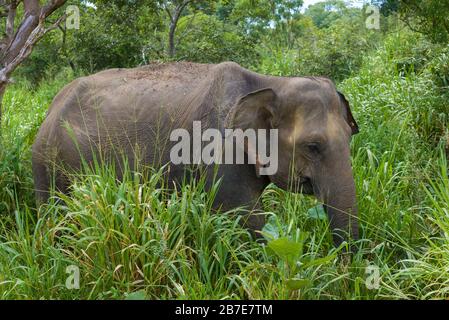 L'éléphant sauvage dans les bosquets verts est de gros plan. Sri Lanka Banque D'Images