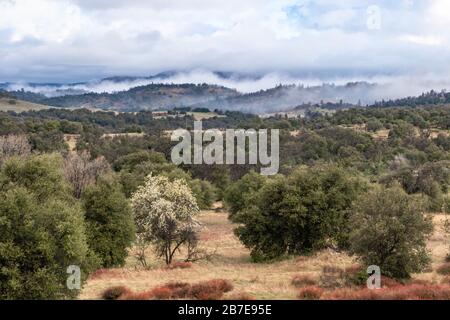 Nuages et brume sur les collines ondulantes au printemps avec le poirier en fleur, les chênes et le sarrasin côtiers vivants dans le paysage de Julian Californie Banque D'Images