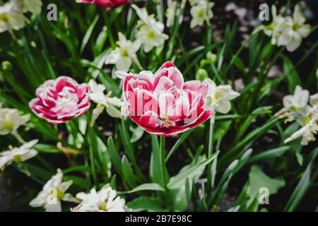 Fond rose blanc tulipes motif de champ de floraison. Macro de fleurs de tulipe rouge prairie. Beaucoup de tulipes hybrides roses molletonnées dans le jardin. Début du printemps Banque D'Images