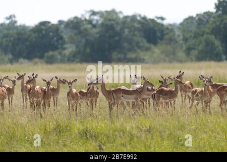 Un grand troupeau de femmes impalas sont en alerte dans le Maasai Mara, au Kenya, lors de la grande migration la plus sauvage. Banque D'Images